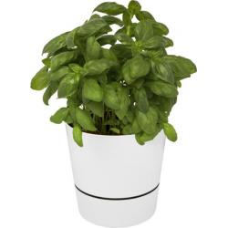 Maceta para cocina Herbs