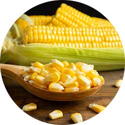 pla de maíz